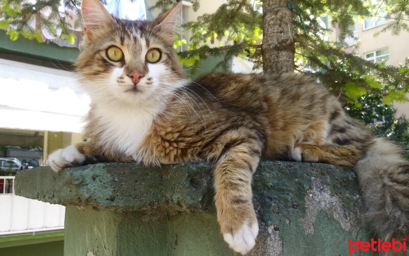 Tekir Kedi, Kedi  Pofuduk fotoğrafı