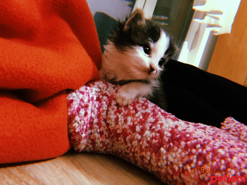 Sarman, Kedi  Pipet fotoğrafı