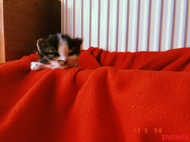 Sarman, Kedi  Pipet fotoğrafı