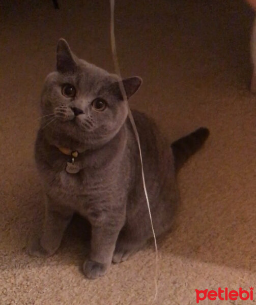 British Shorthair, Kedi  Şaşkın fotoğrafı