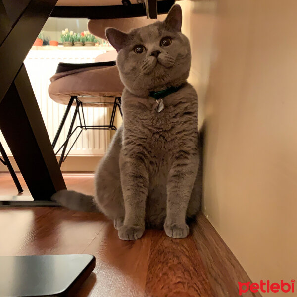 British Shorthair, Kedi  Şaşkın fotoğrafı