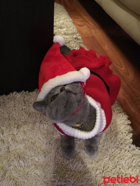 British Shorthair, Kedi  Şaşkın fotoğrafı