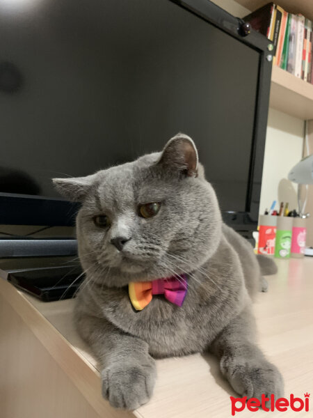 British Shorthair, Kedi  Şaşkın fotoğrafı