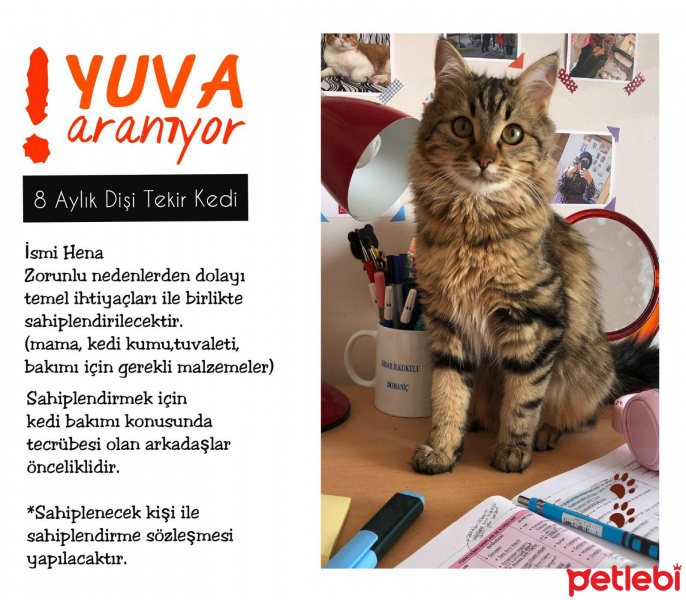 Tekir Kedi, Kedi  Hena fotoğrafı