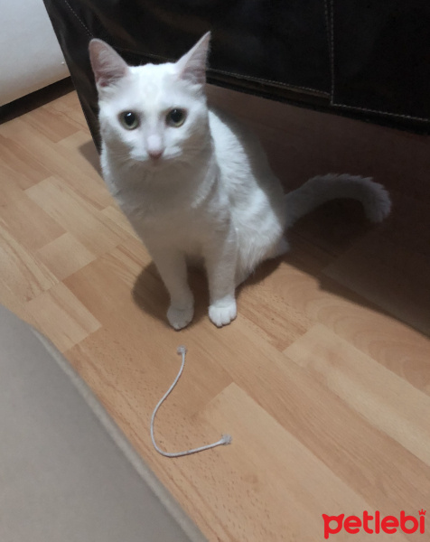 Tekir Kedi, Kedi  Ponçik fotoğrafı