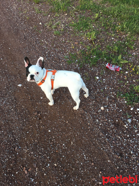 Fransız Bulldog, Köpek  Pyke fotoğrafı