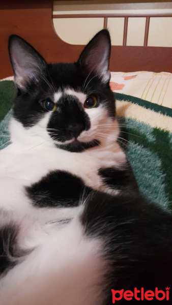 Tekir Kedi, Kedi  Mıstık fotoğrafı