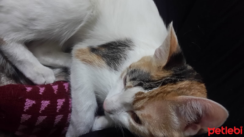 Tekir Kedi, Kedi  Sultan fotoğrafı