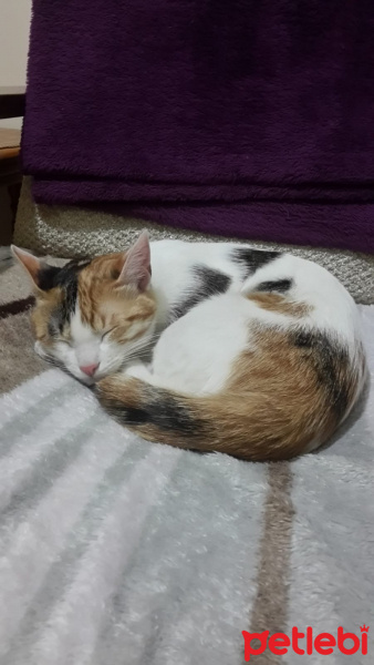 Tekir Kedi, Kedi  Sultan fotoğrafı