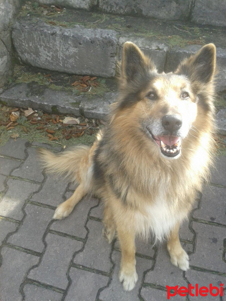 Alman Spanieli, Köpek  lucy fotoğrafı