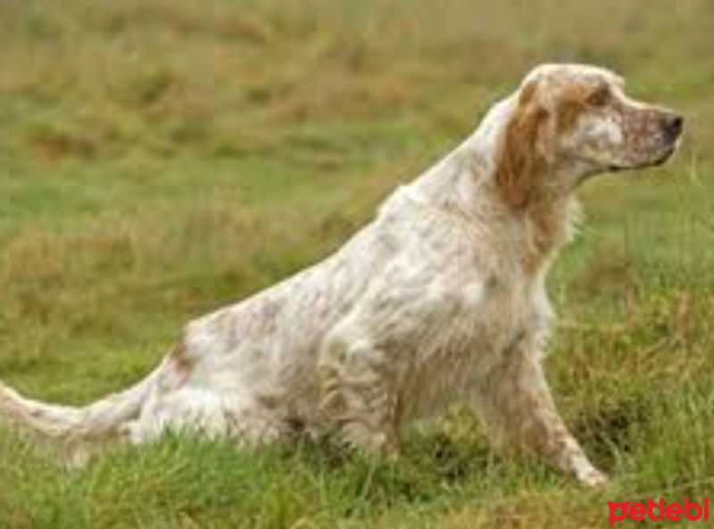 İngiliz Setter, Köpek  Demir fotoğrafı