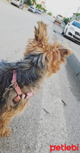 Yorkshire Terrier, Köpek  Maya fotoğrafı