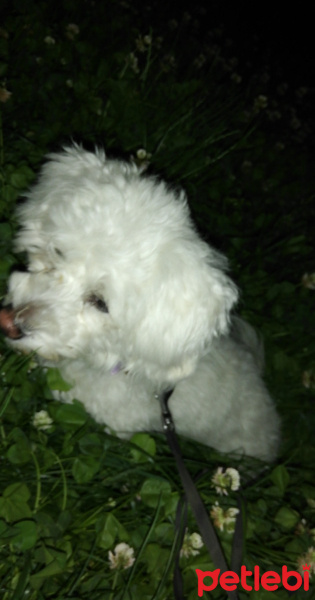 Maltese, Köpek  SUZİ fotoğrafı