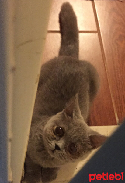 British Shorthair, Kedi  Bihter fotoğrafı