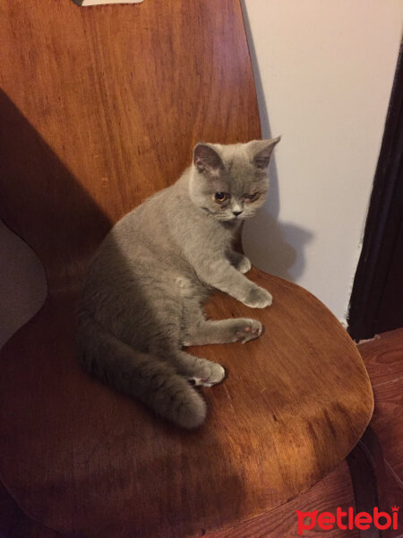 British Shorthair, Kedi  Bihter fotoğrafı