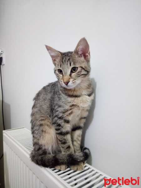Soke, Kedi  Kamuran fotoğrafı