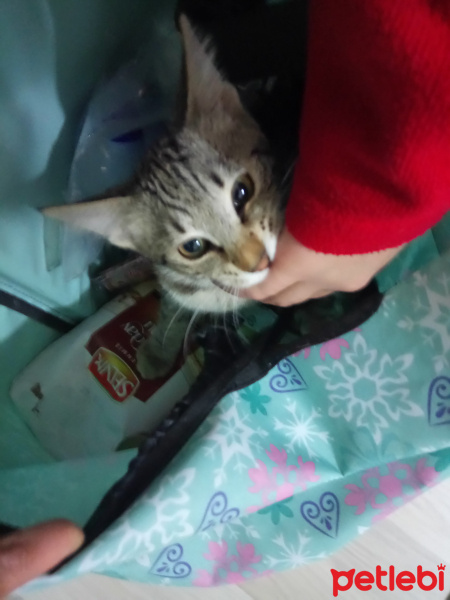 Soke, Kedi  Kamuran fotoğrafı