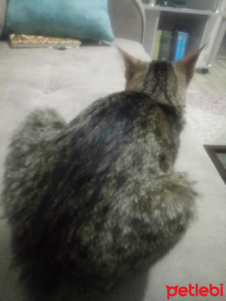 Soke, Kedi  Kamuran fotoğrafı