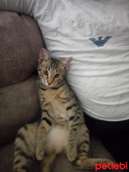 Soke, Kedi  Kamuran fotoğrafı