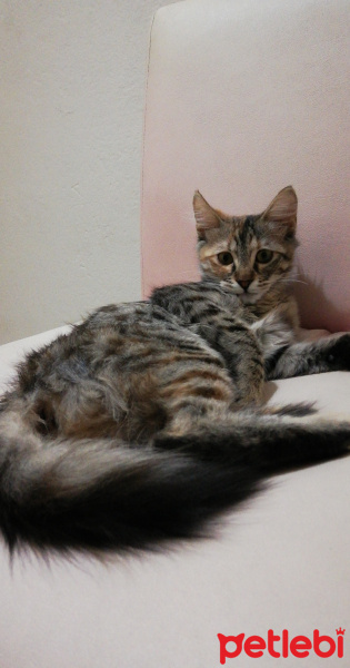 Tekir Kedi, Kedi  Hera fotoğrafı