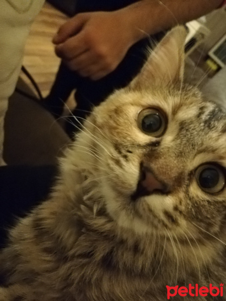 Tekir Kedi, Kedi  Hera fotoğrafı