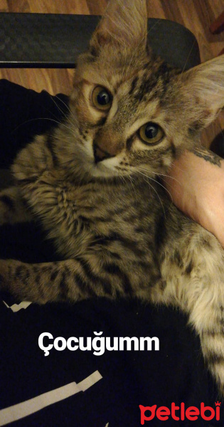 Tekir Kedi, Kedi  Hera fotoğrafı