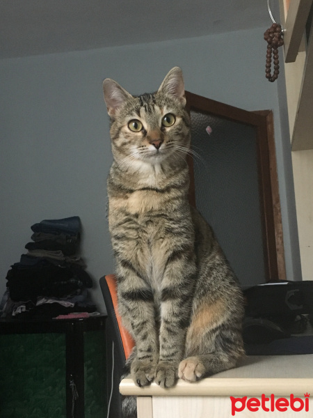 Tekir Kedi, Kedi  Venüs 05385770779 fotoğrafı