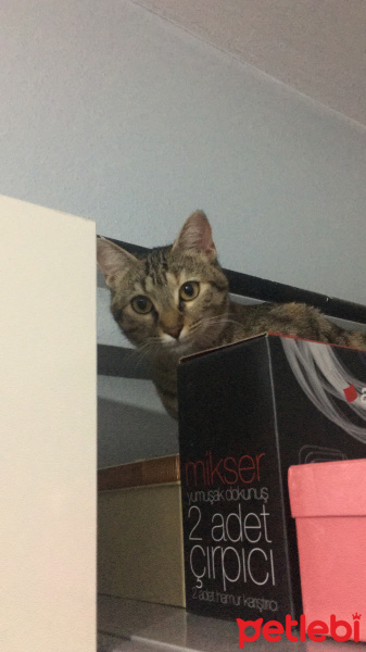 Tekir Kedi, Kedi  Venüs 05385770779 fotoğrafı