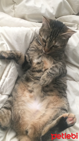 Tekir Kedi, Kedi  Venüs 05385770779 fotoğrafı