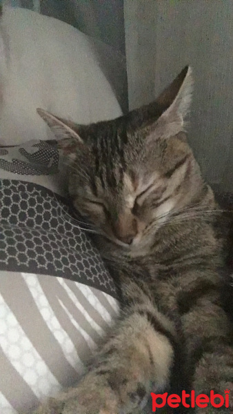 Tekir Kedi, Kedi  Venüs 05385770779 fotoğrafı