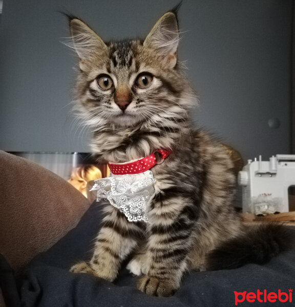 Tekir Kedi, Kedi  MAYA fotoğrafı