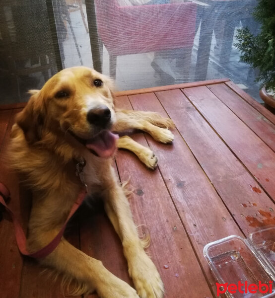 Golden Retriever, Köpek  LUNA fotoğrafı