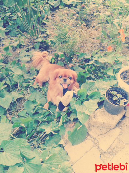 Pekingese, Köpek  Badi fotoğrafı