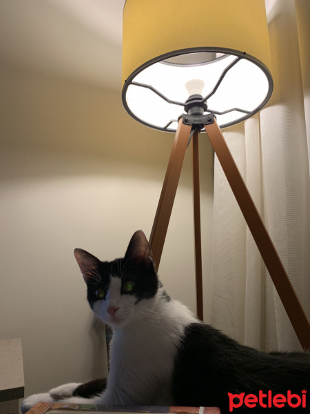 Siyam Kedisi, Kedi  Şirine fotoğrafı