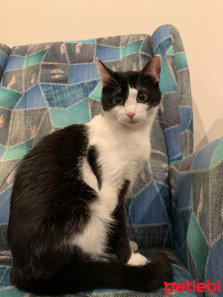 Siyam Kedisi, Kedi  Şirine fotoğrafı