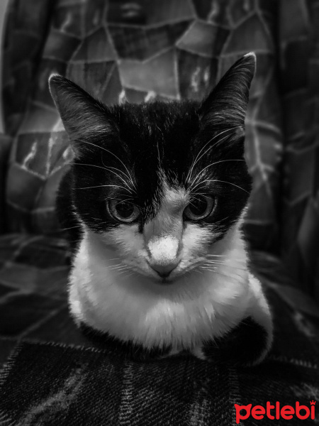 Siyam Kedisi, Kedi  Şirine fotoğrafı