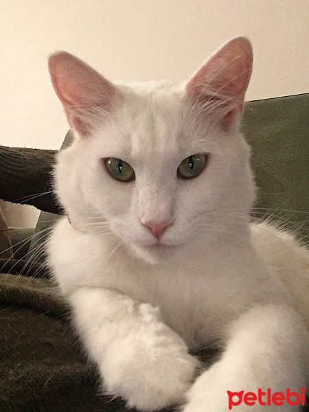Ankara Kedisi, Kedi  Pamuk fotoğrafı