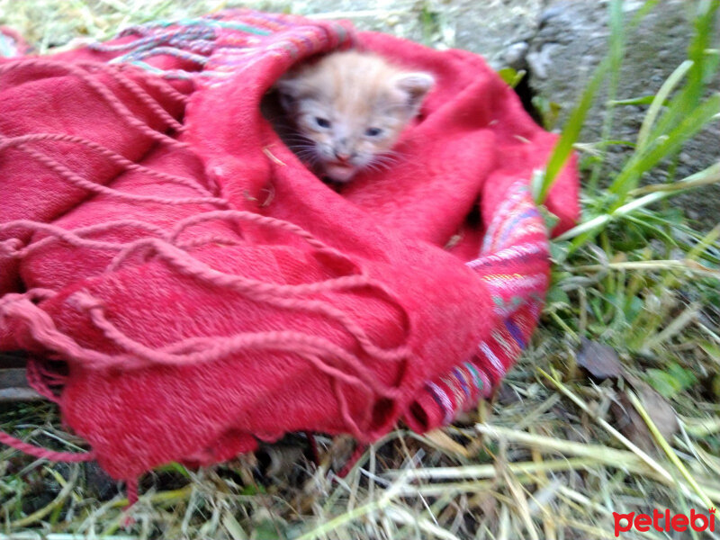 Tekir Kedi, Kedi  Minik Bir Kedi fotoğrafı