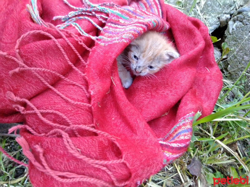 Tekir Kedi, Kedi  Minik Bir Kedi fotoğrafı