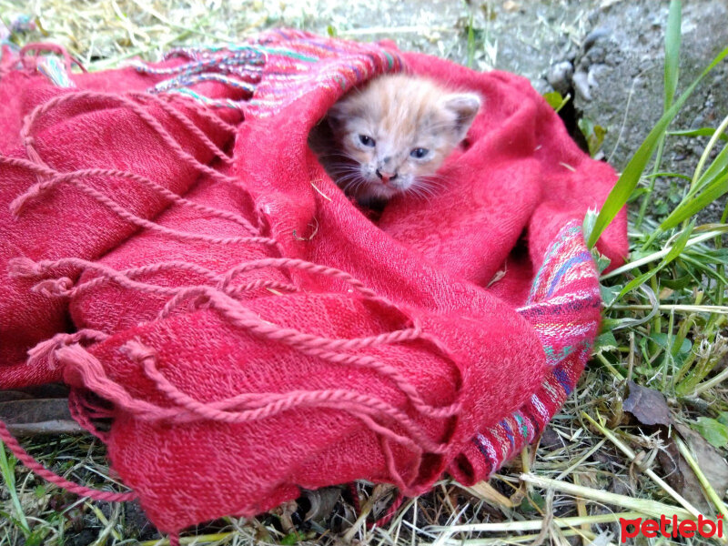 Tekir Kedi, Kedi  Minik Bir Kedi fotoğrafı