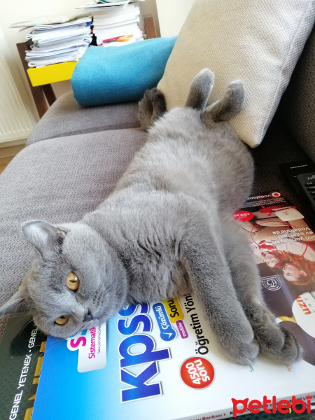 British Shorthair, Kedi  sezar fotoğrafı