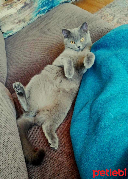British Shorthair, Kedi  sezar fotoğrafı
