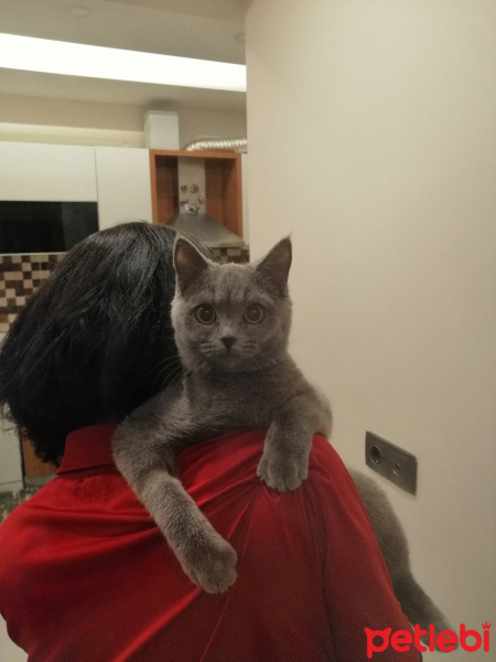 British Shorthair, Kedi  sezar fotoğrafı