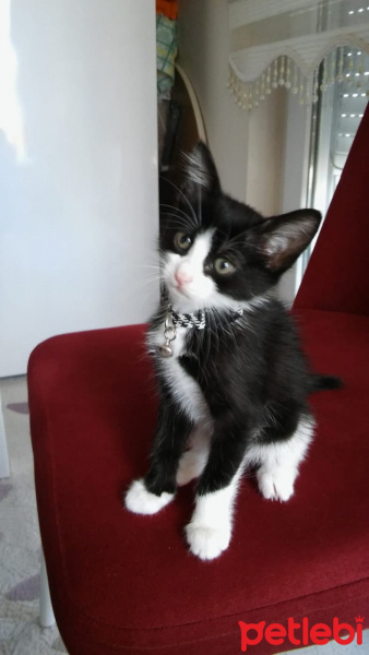 Tuxedo (Smokin) Kedi, Kedi  aşil fotoğrafı