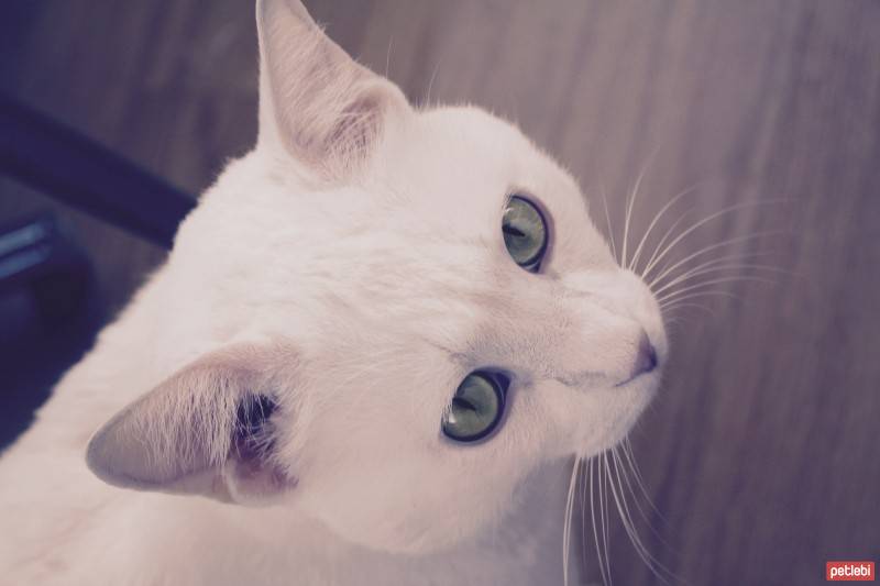 Van Kedisi, Kedi  TOSUN fotoğrafı