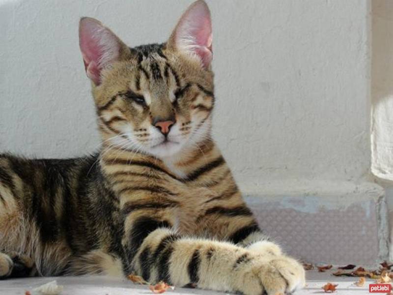 Bengal, Kedi  paşa fotoğrafı