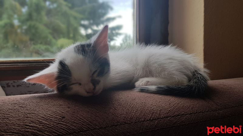 Tekir Kedi, Kedi  Kinyas fotoğrafı