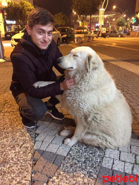 Golden Retriever, Köpek  Leydi fotoğrafı