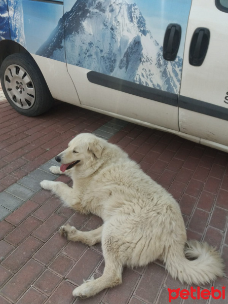 Golden Retriever, Köpek  Leydi fotoğrafı