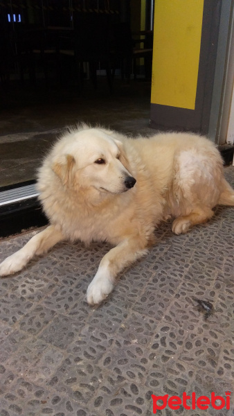 Golden Retriever, Köpek  Leydi fotoğrafı
